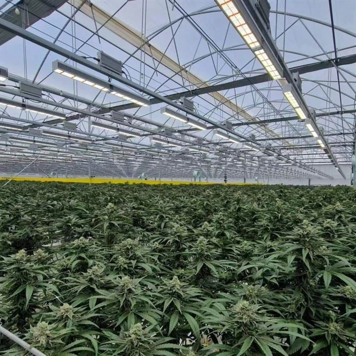 best top grow light