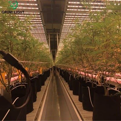 Cannabis Lighting Market 2025: How Growers Use LED & Dimming Systems