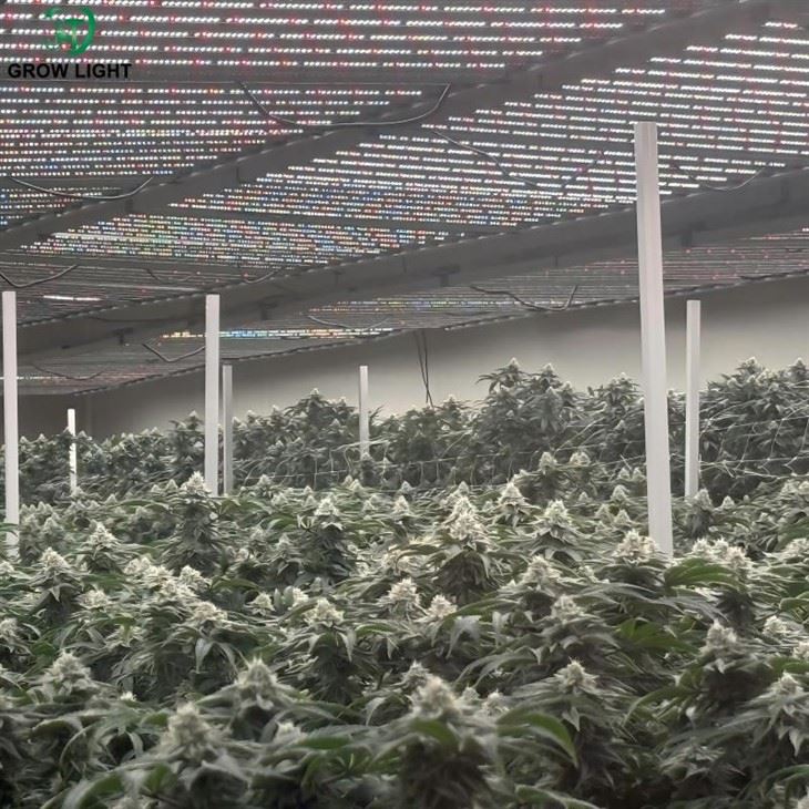 1200W Elite LED Grow Light For Large Commercial Grow Rooms high quality