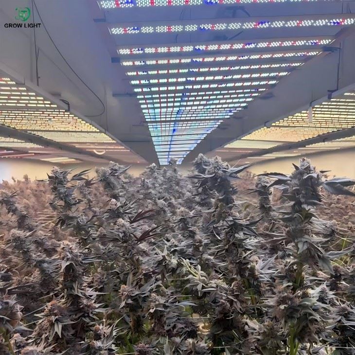 4x4ft Trifold LED Grow Light For Flowering Stage high quality