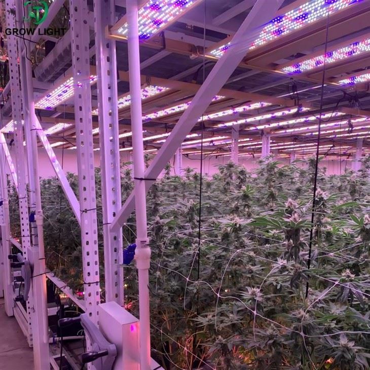4x6ft LED Grow Light For Large Flowering Rooms high quality