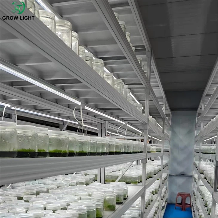 tissue cultivation