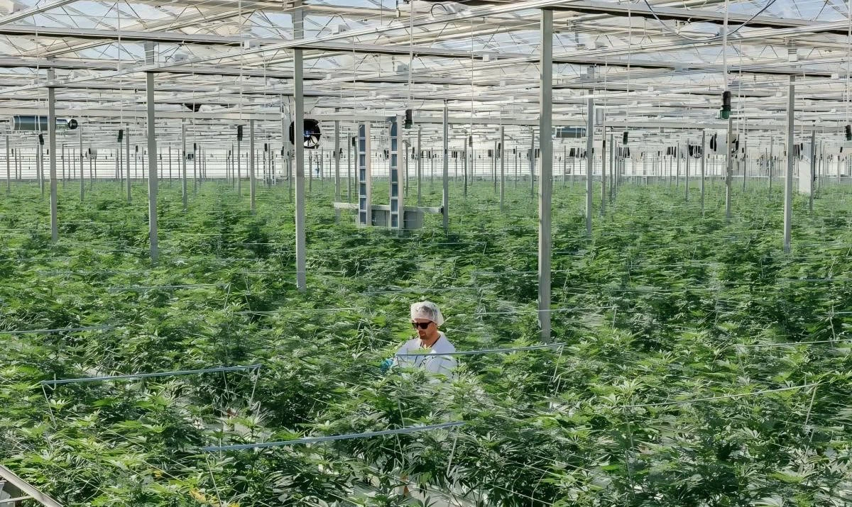 Cannabis greenhouse cultivation