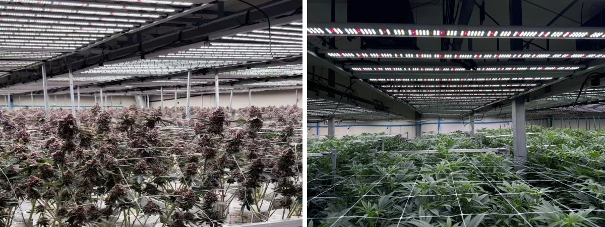 LED full spectrum grow lights.jpg