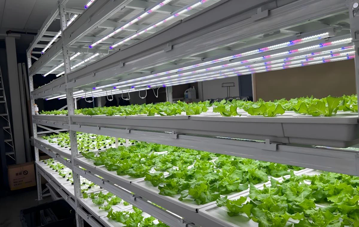 Vertical farming rack.jpg