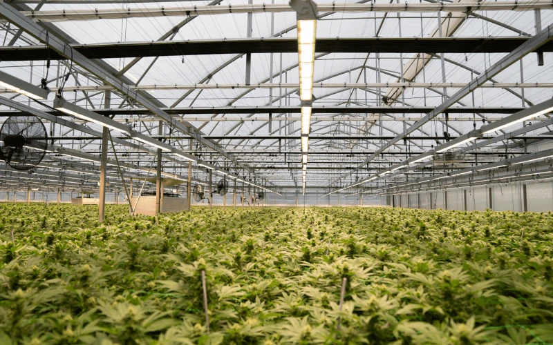 cannabis cannabis