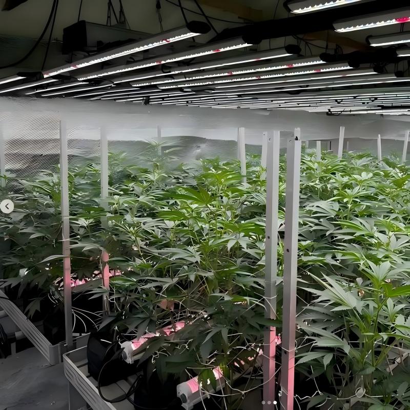 Under Canopy lights Under Canopy lights