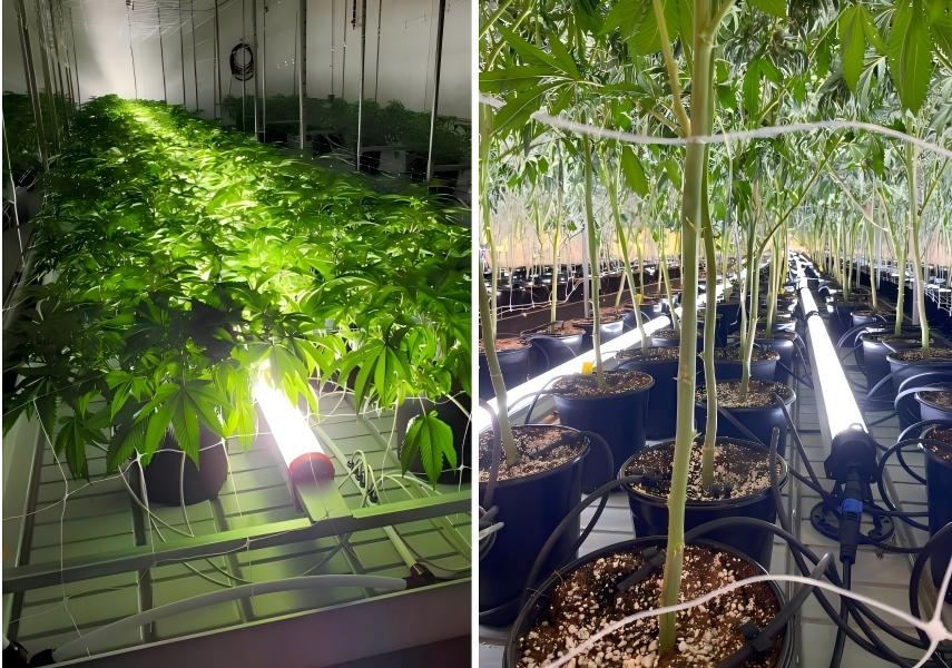 under canopy supplemental grow lights under canopy supplemental grow lights