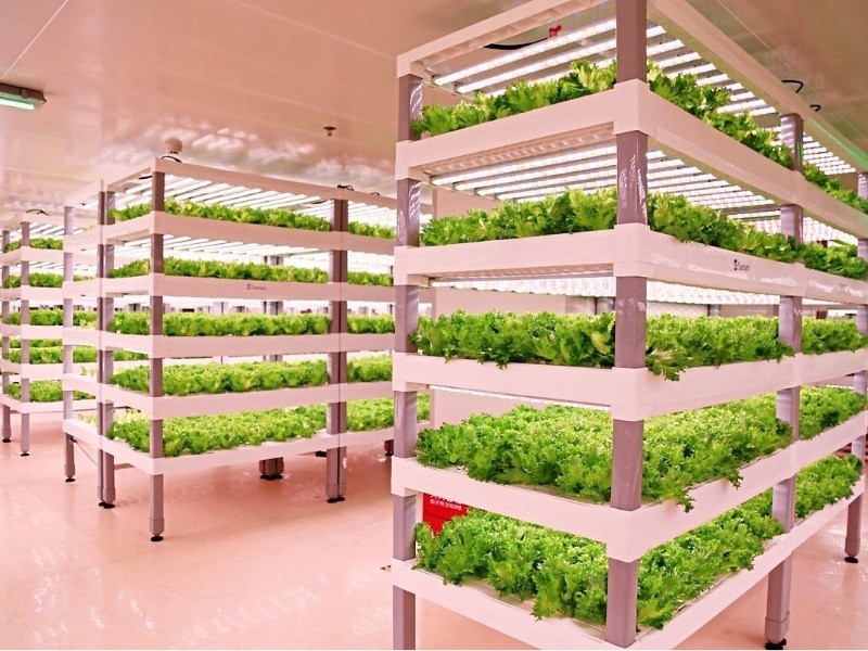 vertical Lettuce cultivation.jpg vertical Lettuce cultivation.jpg