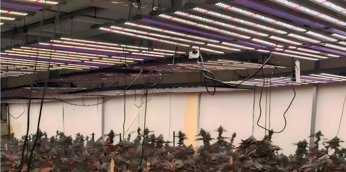 detachable grow lights.jpg