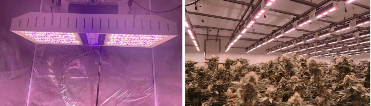 Top grow lights (1).jpg