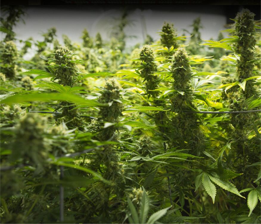 weed weed