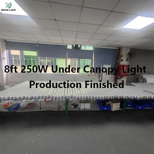 8ft Under Canopy Light Review: Why 250W LED Models Are Delivering 20-30% More Flower Yield