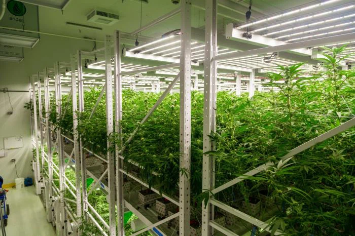 Vertical Growing.jpg