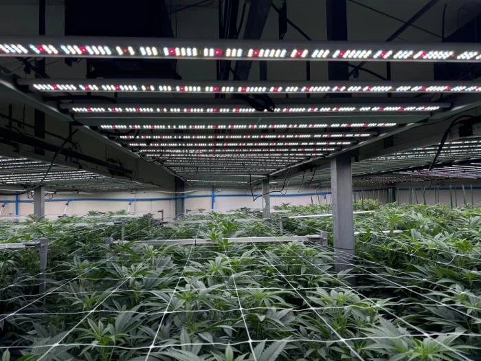 indoor cannabis  cultivation.jpg